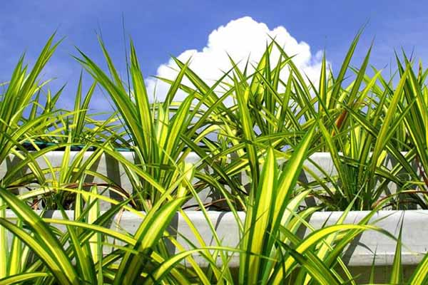 پاجوش پاندانوس